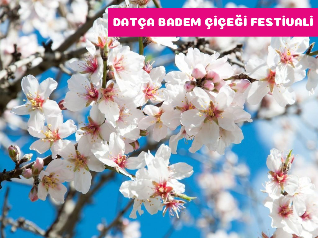 Datça Badem Çiçeği Festivali